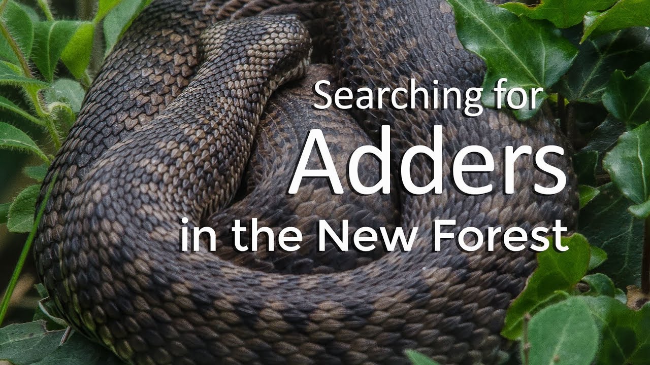 Wildlife Photography: Searching for Adders in the New Forest