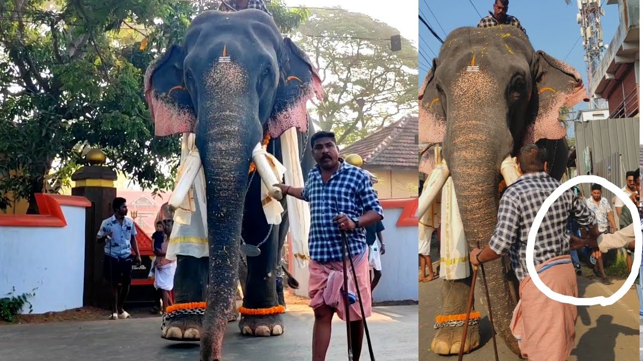 സ്വീകരണത്തിന് ഇടയിൽ ആനയുടെ കൊമ്പിൽ പിടിച്ച പയ്യനെ പാപ്പാൻ ചെയ്തത് കണ്ടോ | Thrikkadavoor Shivaraju