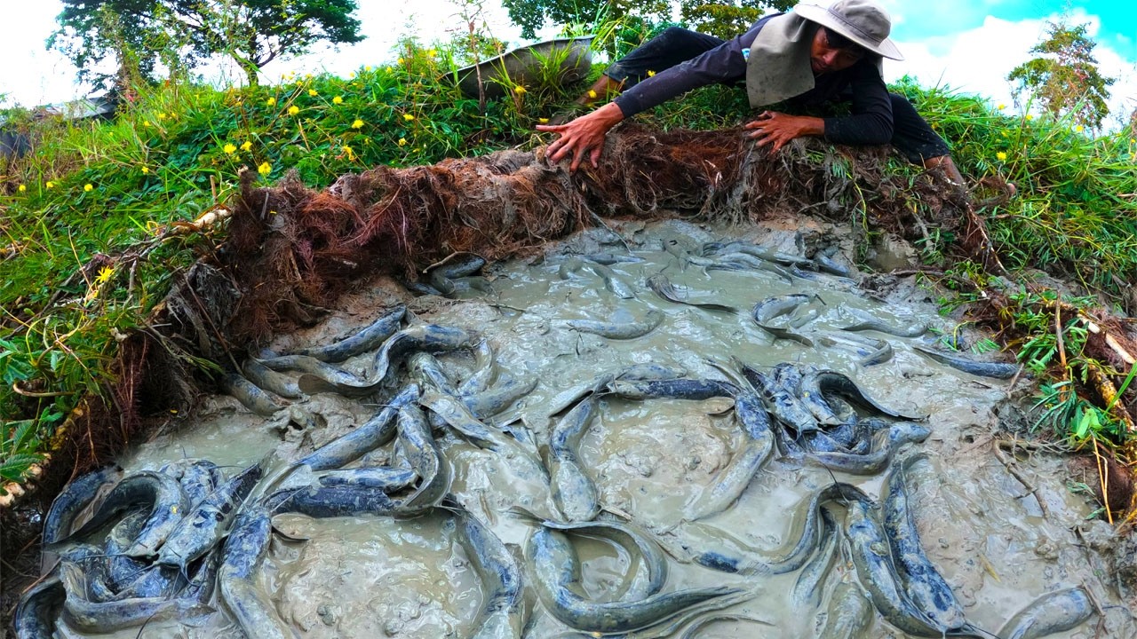 wow man catching fish in mud under grass by hand