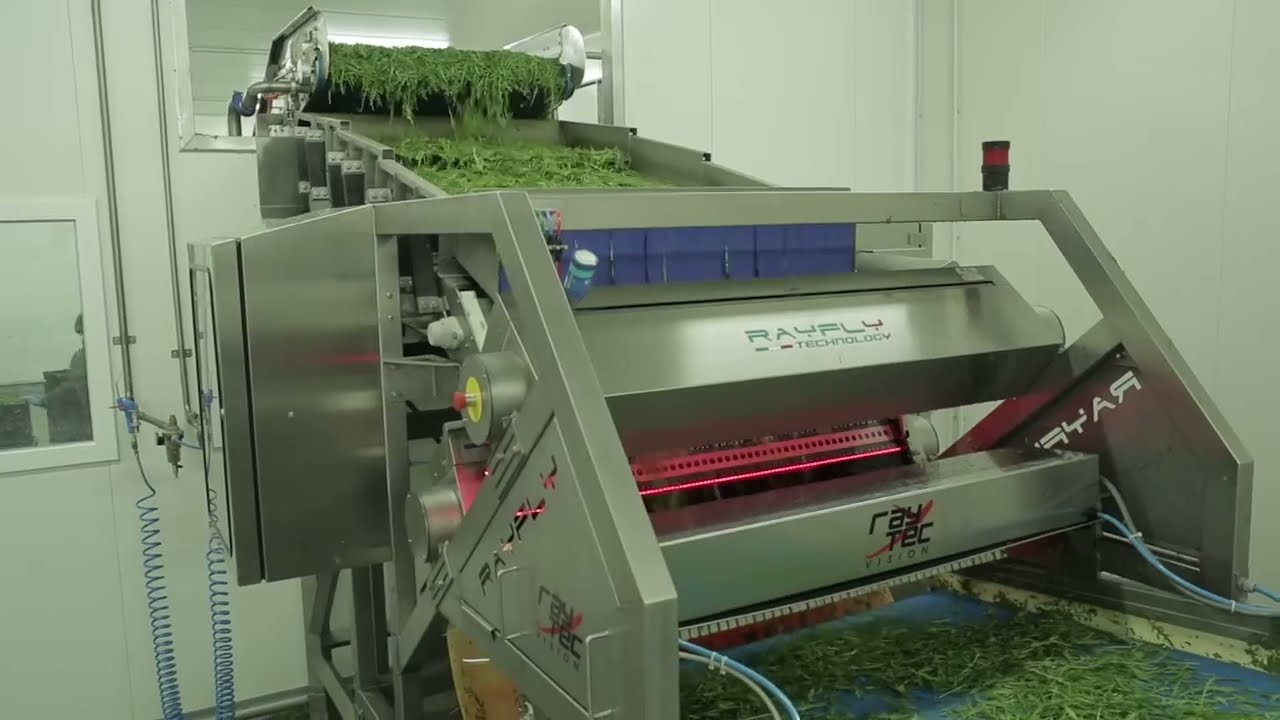 Rayfly optical sorting machine for salad | RAYTEC VISION SpA