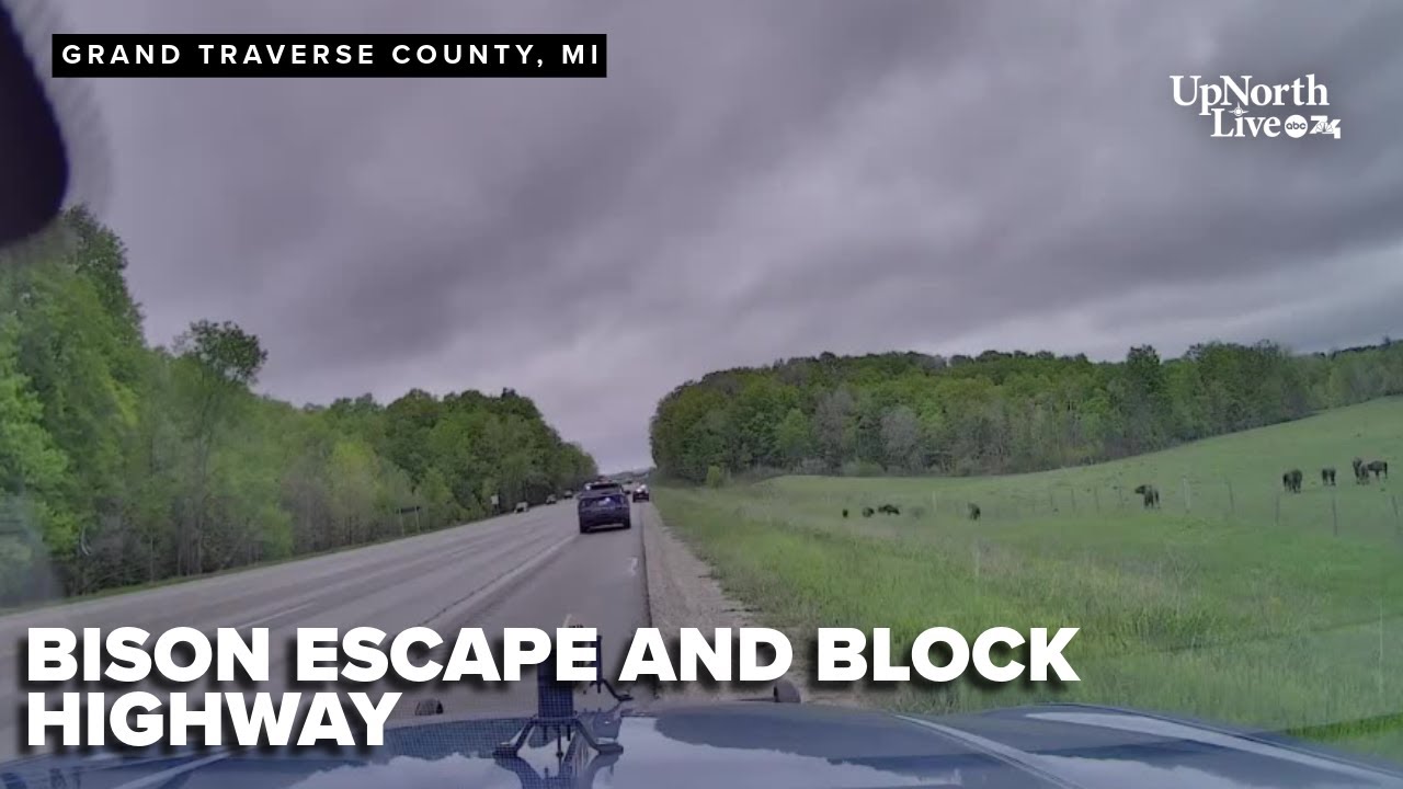 Bison escape and block highway US-31 in Grand Traverse County