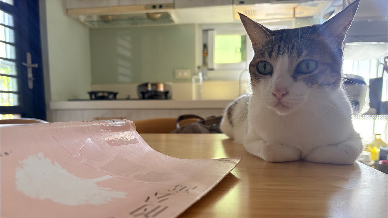 CATS VLOG|依自己的步調前進🐾