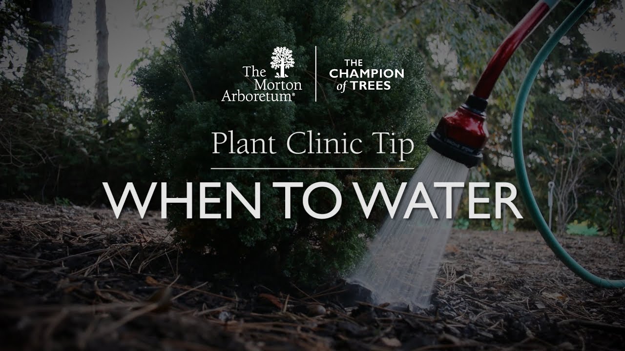 Plant Clinic Tip: When to water