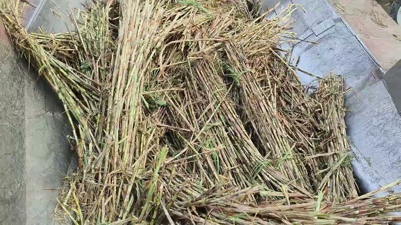 Balrampur #to utraula# road# per# Bajaj #chini #mil ka #pura video# dekhen# ham#up47 