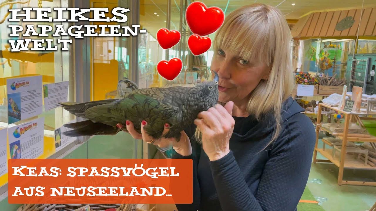 Keas - Spa&szlig;v&ouml;gel aus Neuseeland im Papageienpark Bochum