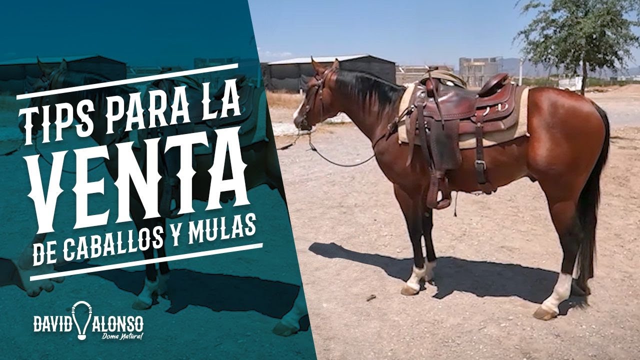 Consejos para la Venta de Equinos