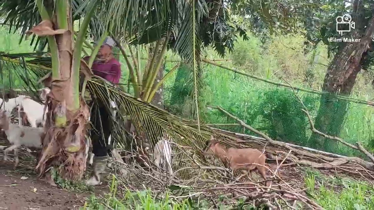 Livestock after the Typhoon