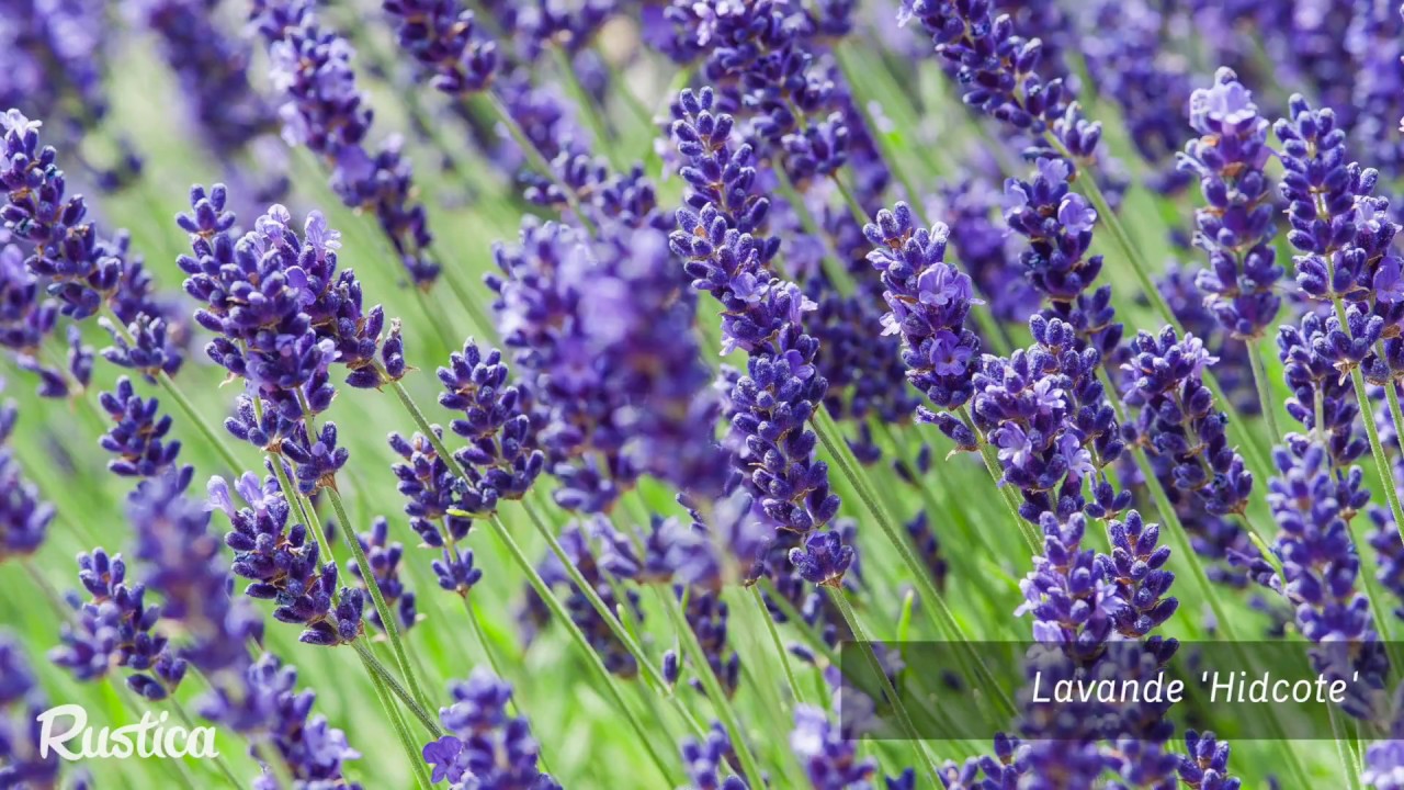 Choisir des variétés de lavande pour le jardin