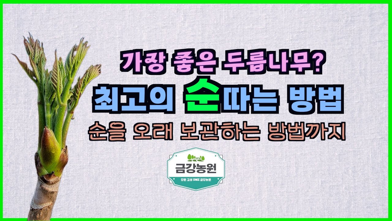 엄나무순 두릅순 수확 후 예냉(저장)방법외..