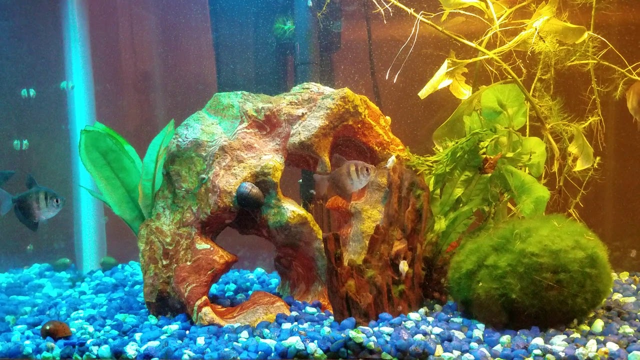 Nerite snails can produce in freshwater!