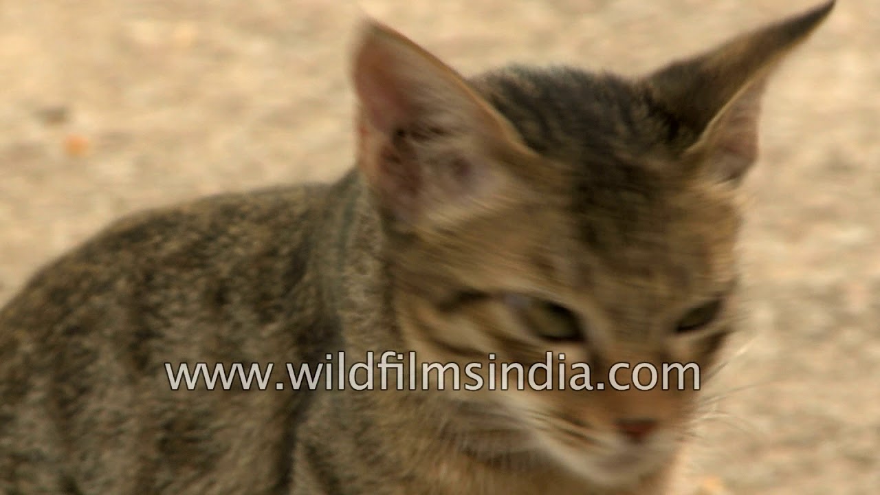 Indian street cats wandering in search for food