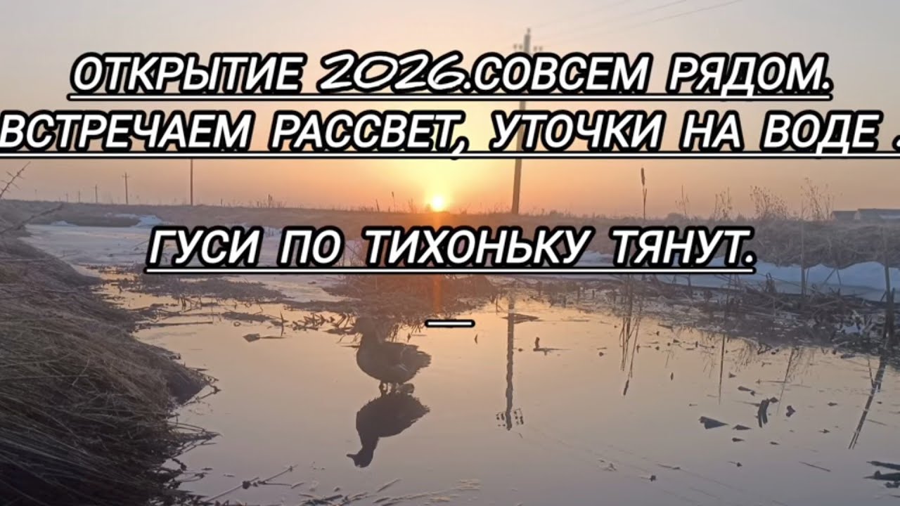 ОХОТА С ПОДСАДНОЙ 2026. ГОТОВИМСЯ К ОТКРЫТИЮ ВЫЗАРИВАНИЕ УТРЯНКА . ВАЙБ ВЕСНА.