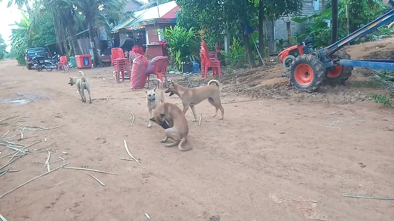 Charming dog