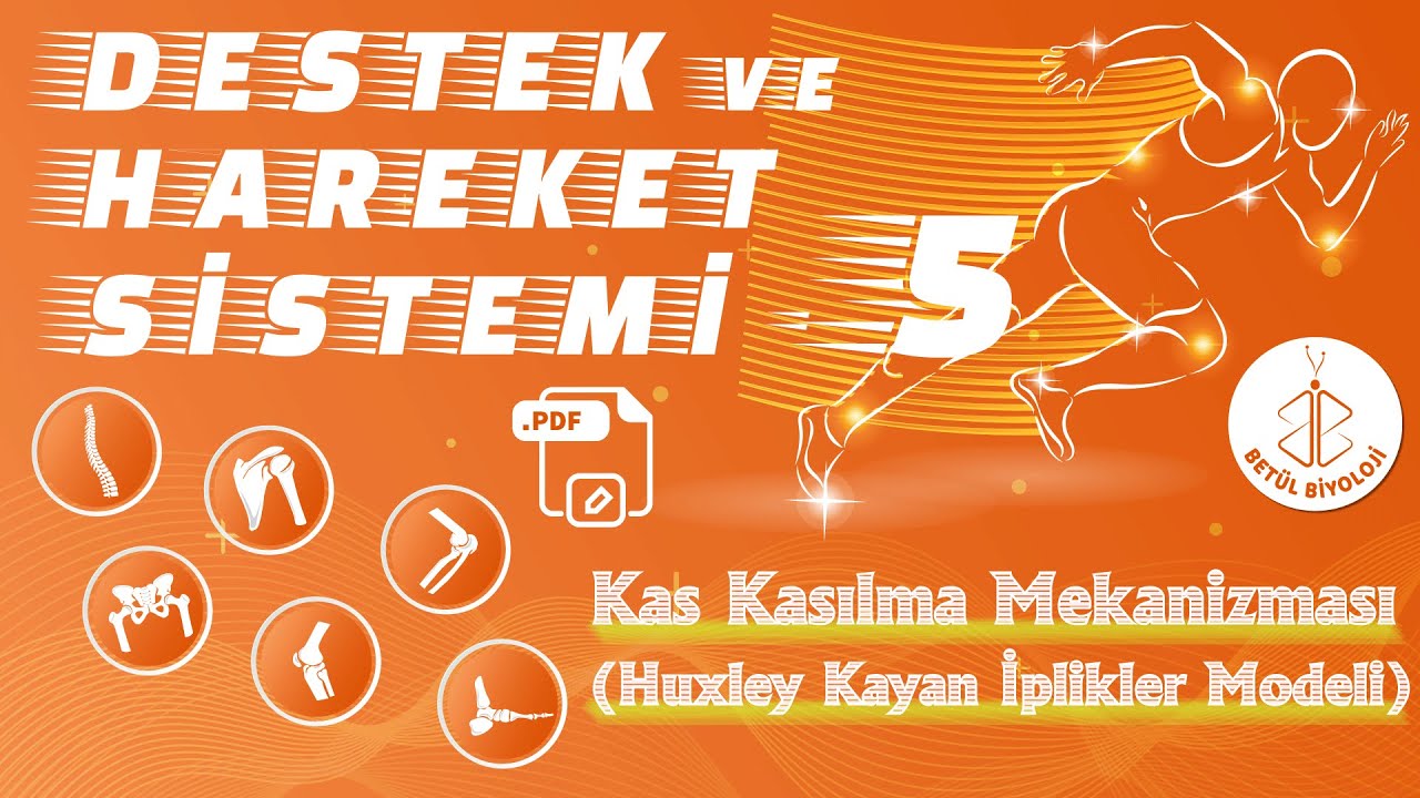 Destek ve Hareket Sistemi #5 | Kas Kasılma Mekanizması (Huxley Kayan İplikler Modeli) | AYT