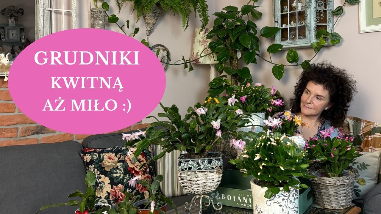Jak dbać o GRUDNIKA i pobudzić do częstego, obfitego kwitnienia. Dlaczego Grudnik nie kwitnie?