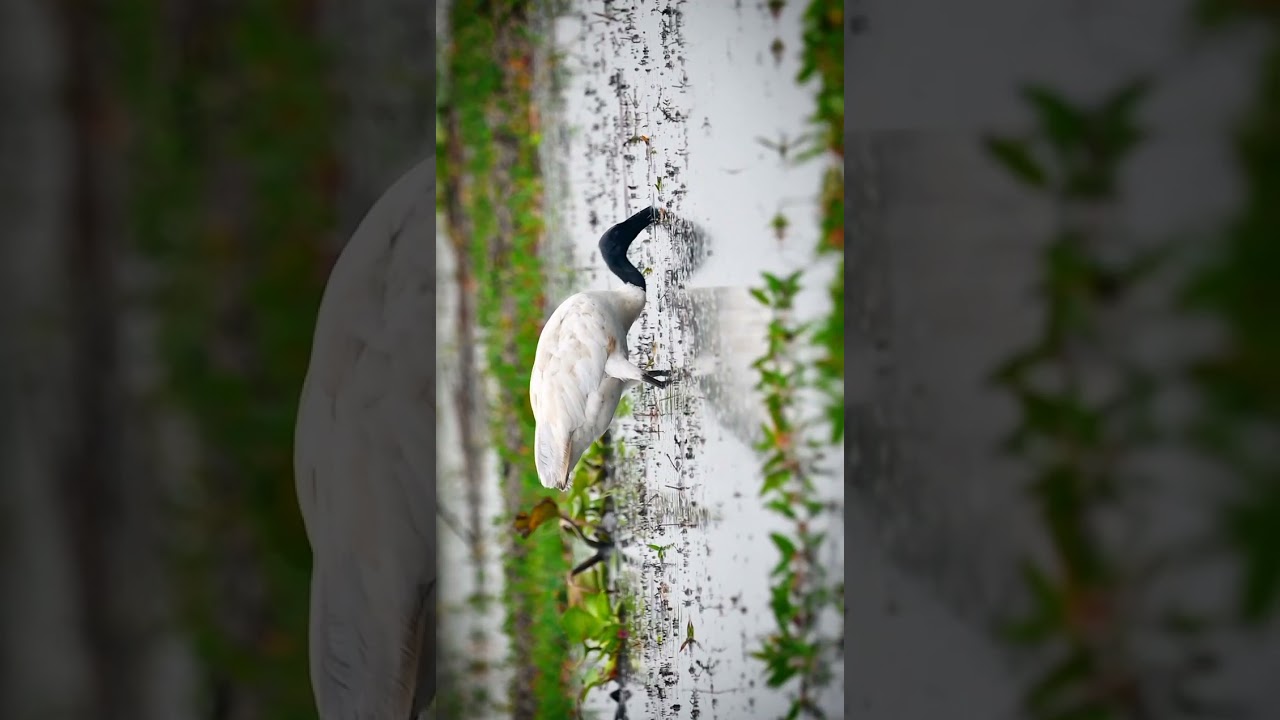 Black headed ibis