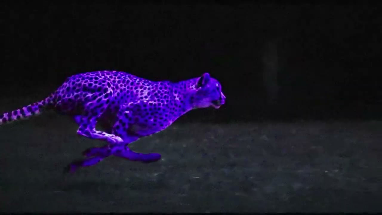 NINOT   L'animal