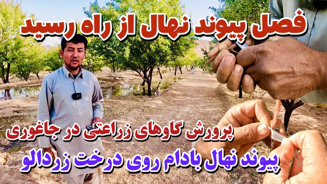 هر آنچه یک باغدار خوب باید بداند🌺🙏💪باغداران موفق چگونه نهال پیوند میزنند؟
