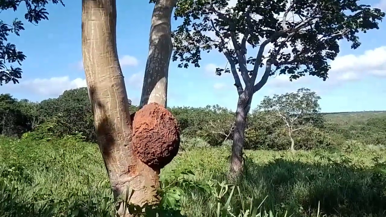 CUIDANDO DE SOLTAR GALINHAS 🐓 VARRENDO# QUINTAL/|PAISAGENS NATUREZA PARAÍSO 🐓🙏#VLOG#ROTNNA