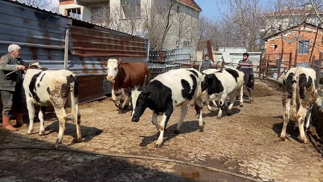 HOLSTEİN DANALARIMIZI DIŞARI SALDIK
