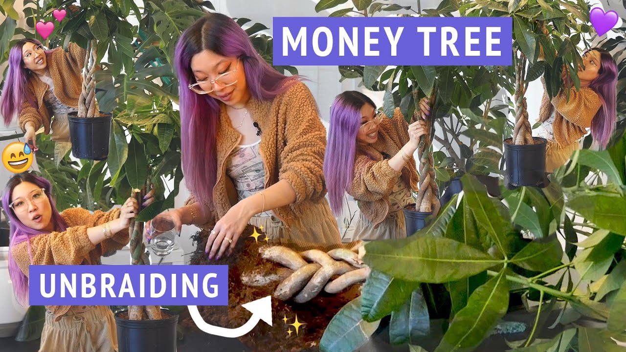 РАСПЛЕТЕНИЕ + ПЕРЕСАДКА БОЛЬШОГО ДЕНЕЖНОГО ДЕРЕВА 🌴🎋💰 Борюсь со своим деревом пахира за его подчи...