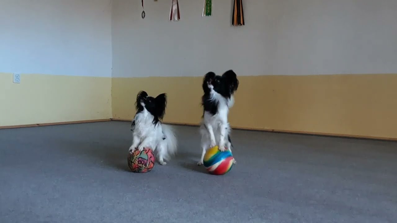 Double dog tricks - papillon