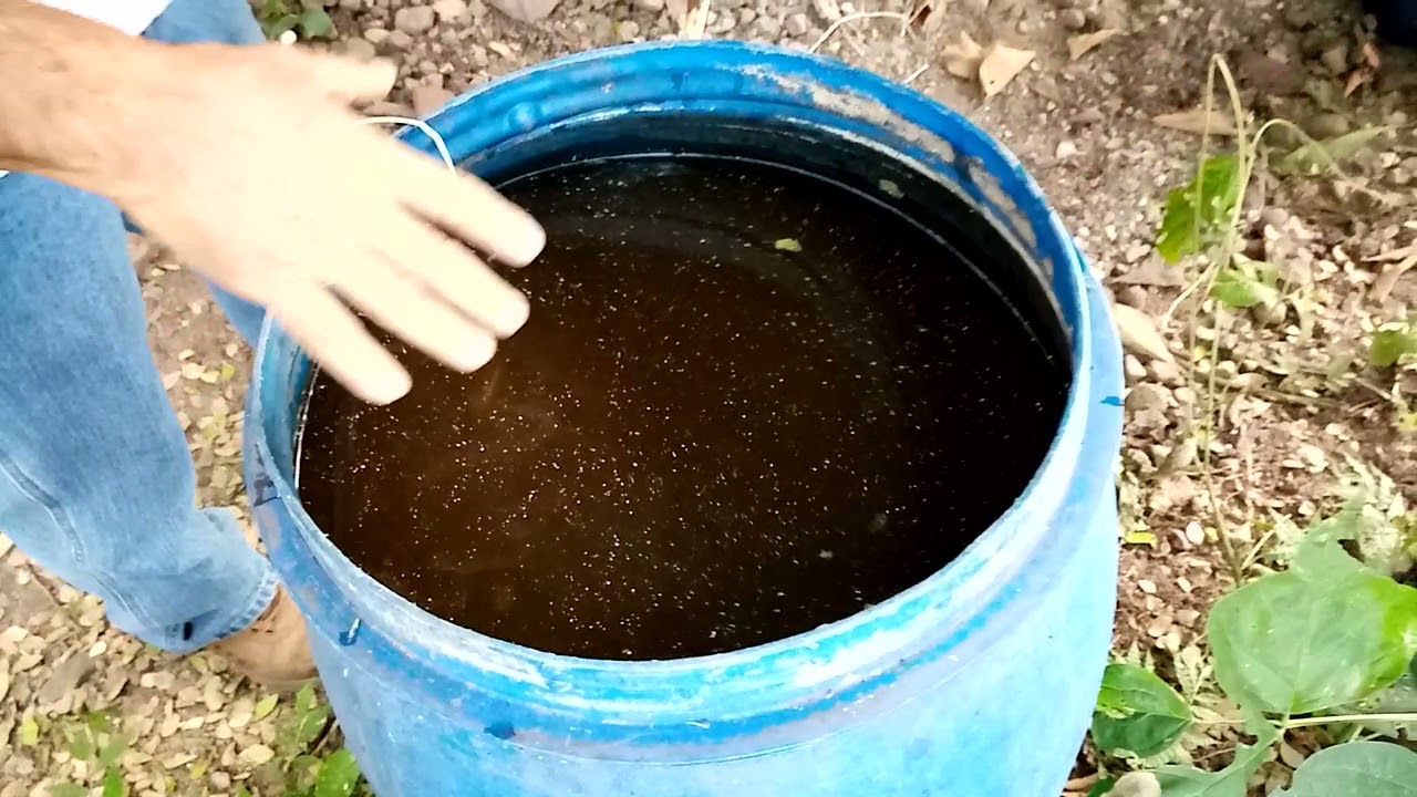 Te de Estiércol