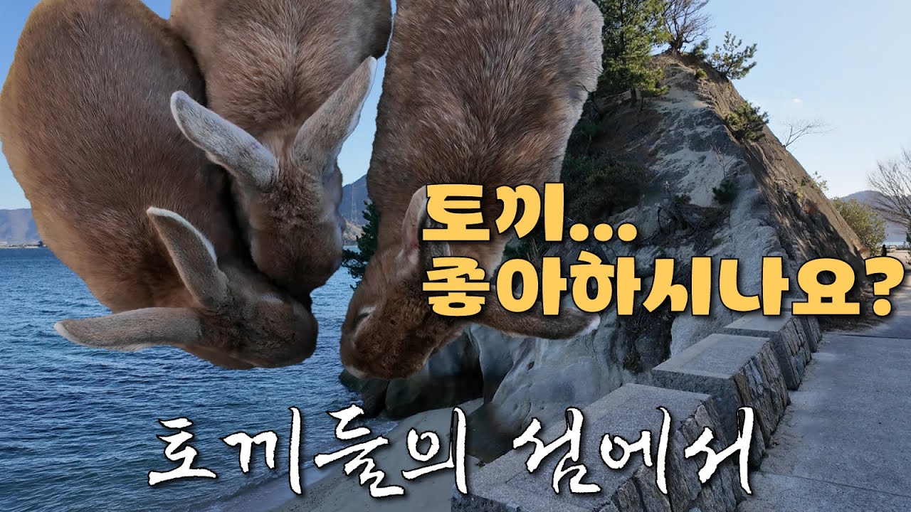 토끼 좋아하시나요?(히로시마)