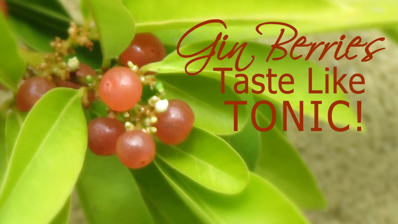 Grow Your Own GIN Berries (Glycosmis pentaphylla)