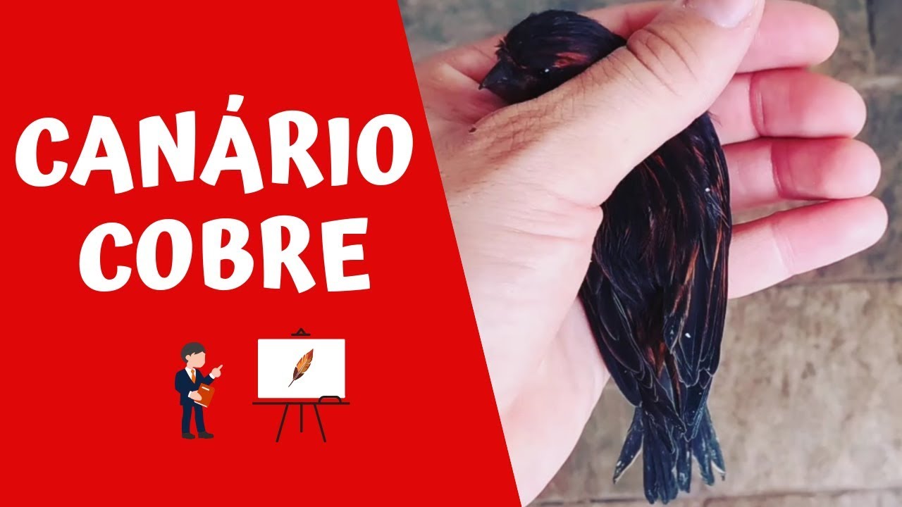 CANÁRIO COBRE - Canaril Qualità