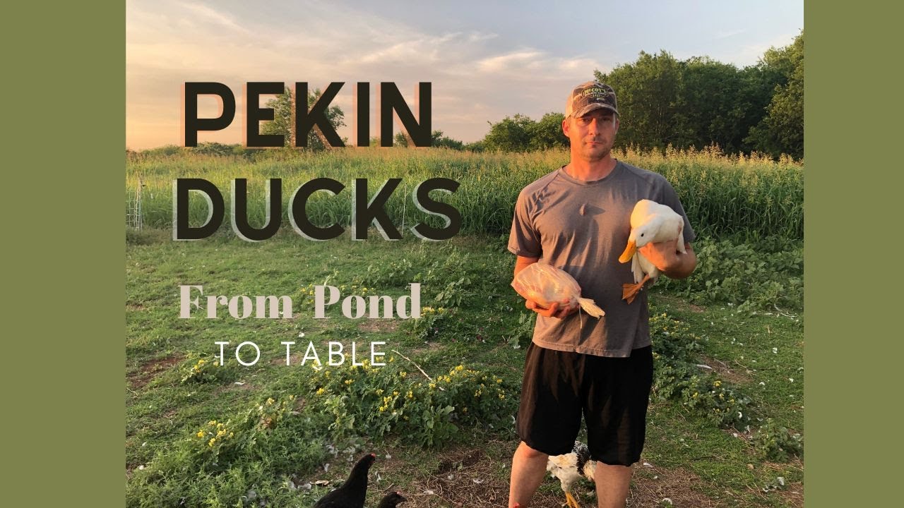 All Things Duck! Hatching, Raising, and Harvesting. Pastured Pekin and Rouen (meat ducks)