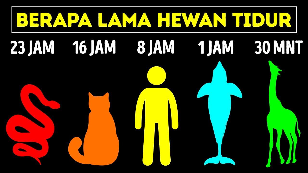 Hewan-hewan Paling Tukang Tidur Sejagat Raya