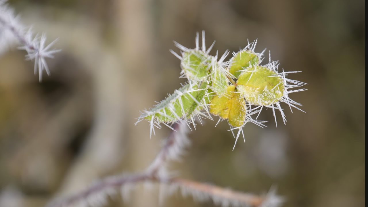 Magische Winterwelt