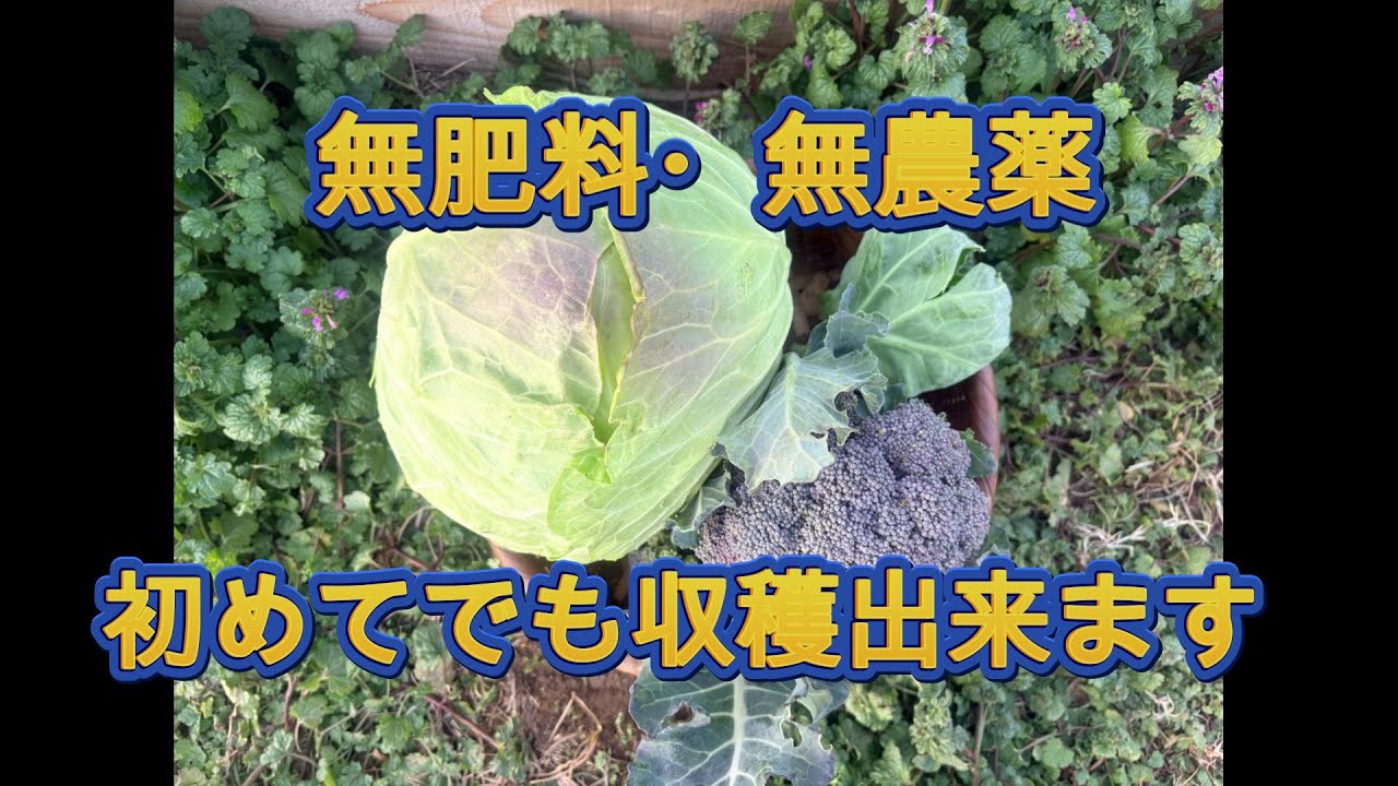 【004】為せば成るより、今日も畑へ｜無農薬野菜の収穫｜畑の恵みをいただく日