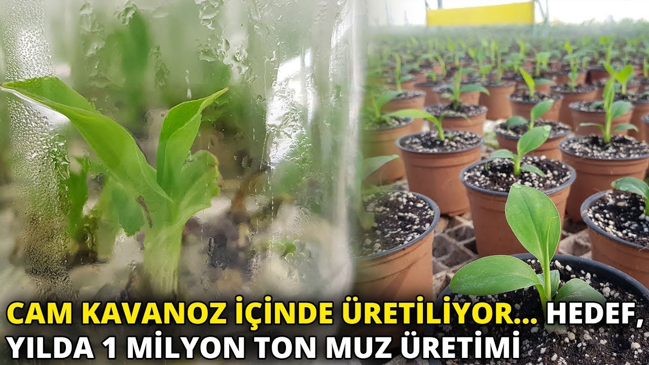 Cam kavanoz içinde üretiliyor... Hedef, yılda 1 milyon ton muz üretimi