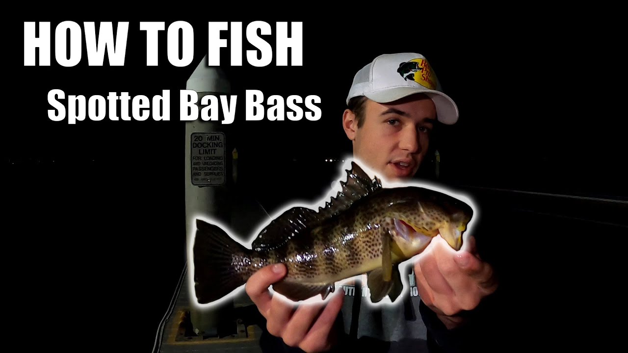 HOW TO FISH SPOTTED BAY BASS FOR BEGINNERS !!!