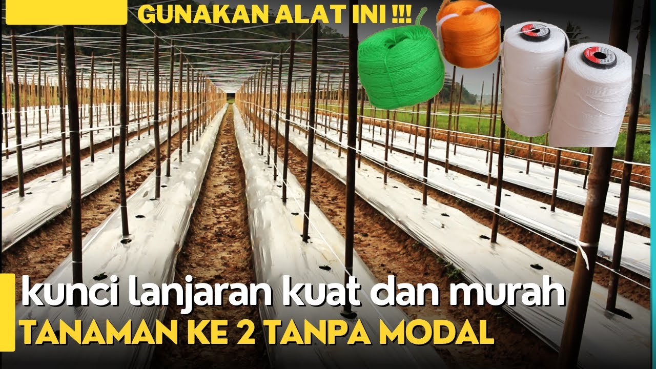 INI KEUNTUNGAN LANJARAN YANG KUAT - TANAM SAYUR SELANJUTNYA SUDAH TANPA MODAL