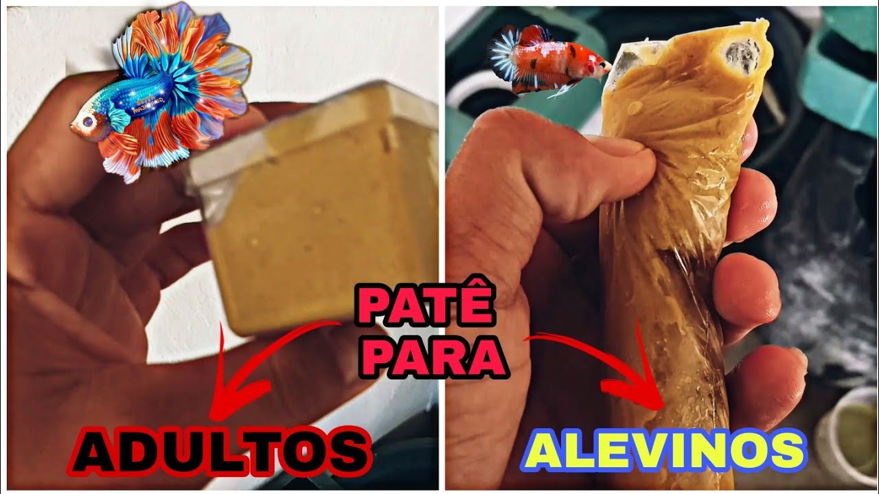 PATÊ PARA BETTAS E GUPPYS MUITO SIMPLES