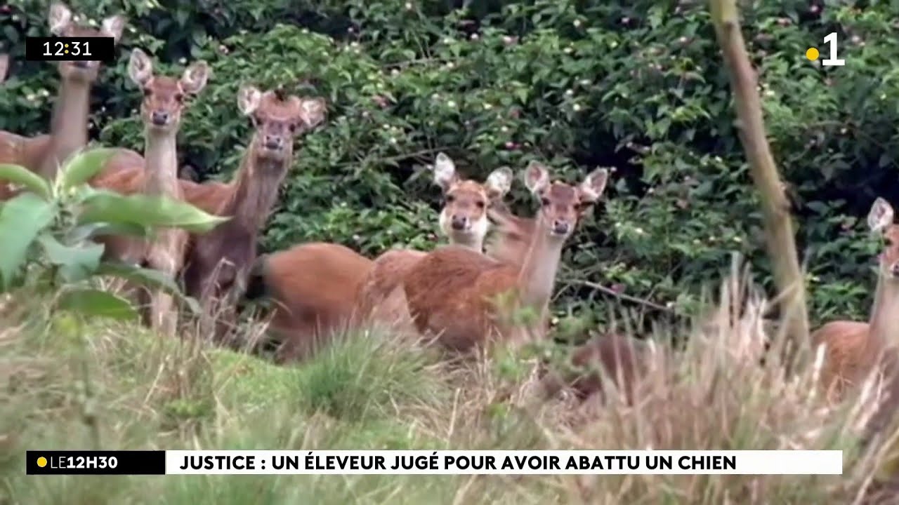 Un éleveur de Saint-Leu a été condamné pour avoir tué un chien qui menaçait son troupeau de cerfs.