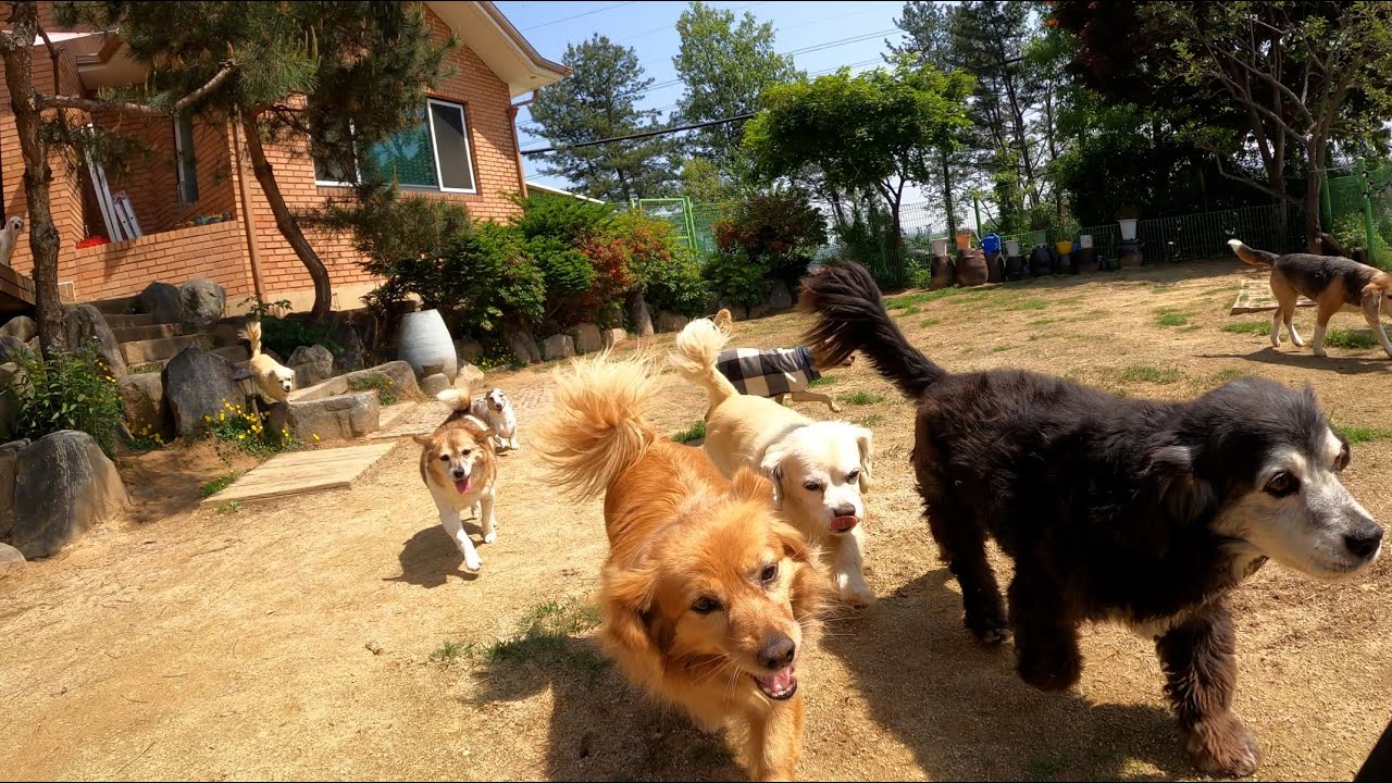 평범한 38마리 강아지 주말 브이로그 [시골 강아지 일기]