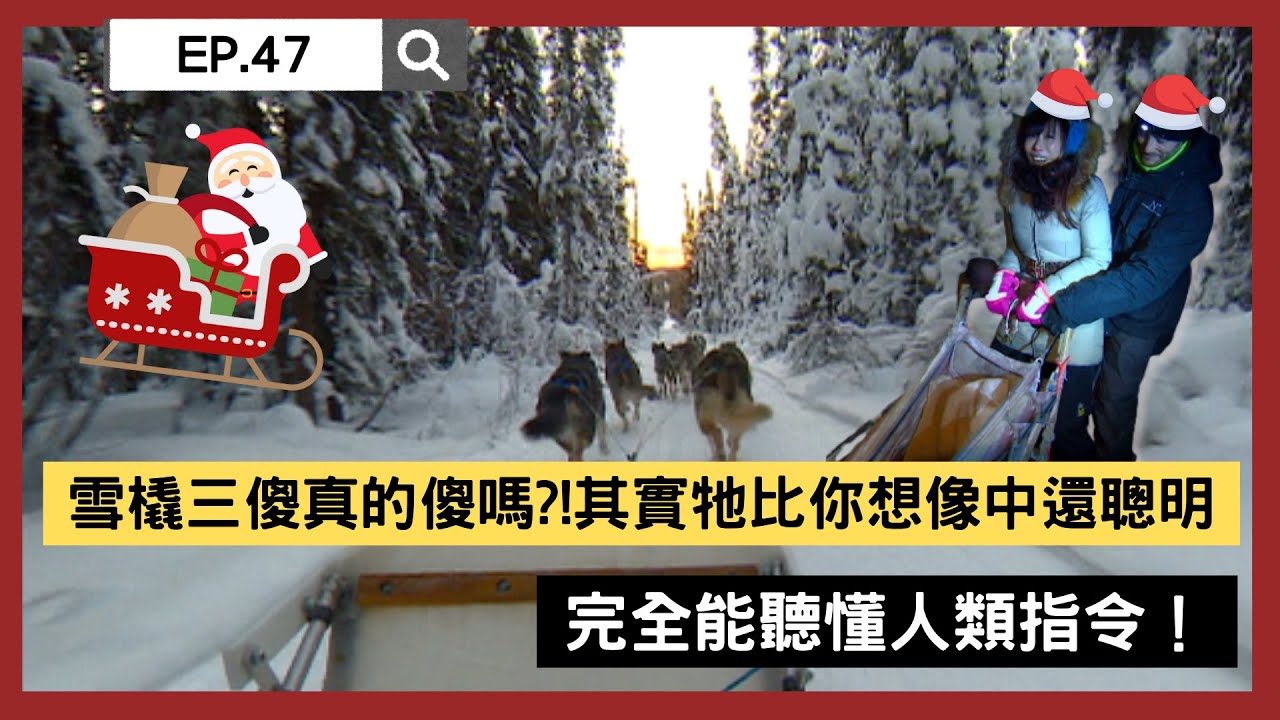 【精選】雪橇三傻真的傻嗎？！其實牠比你想像中還聰明！完全能聽懂人類指令｜聚焦全世界｜舒夢蘭