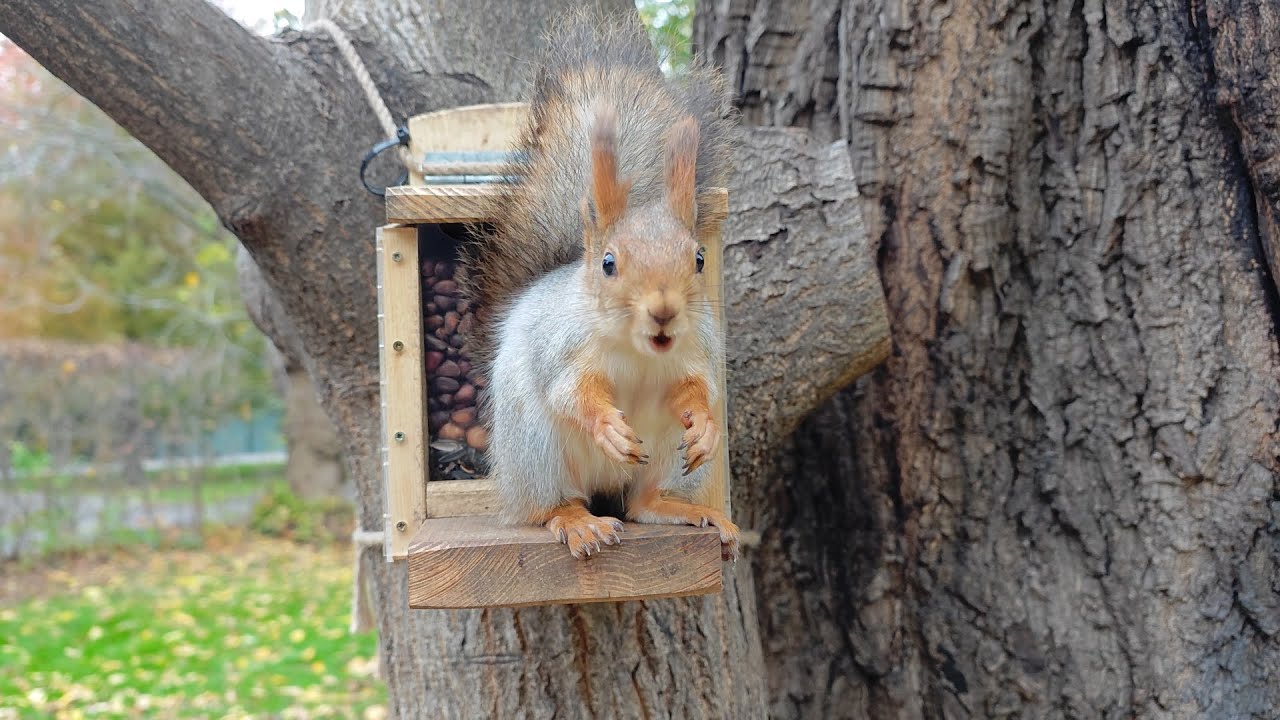 Ого, сколько там орехов! 🤗 Wow, how many nuts are there!