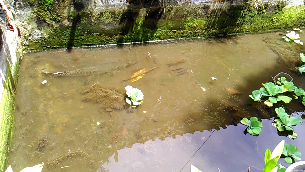 Ikan ganas sang predator