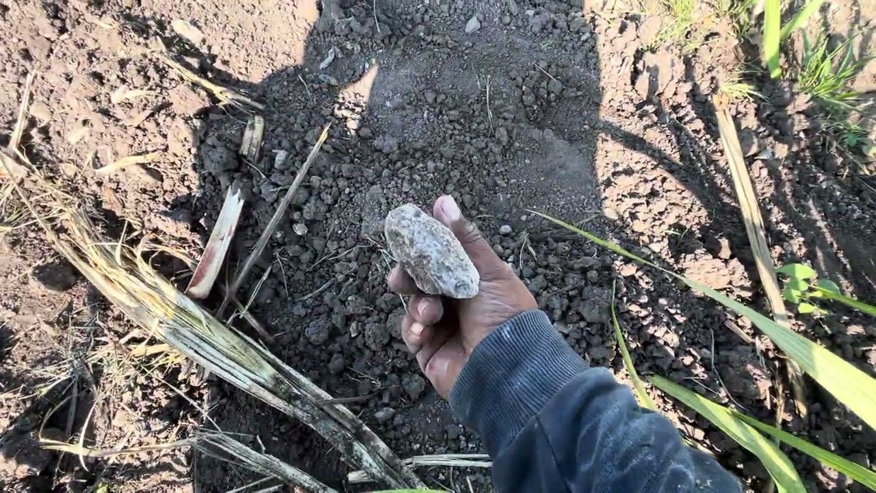 Esta es la caña que yo ocupo para resembrar, aunque no lo crean, funciona muy bien