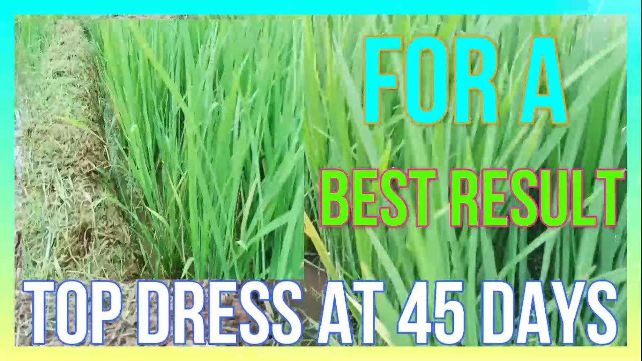 At 45  The  Important Days To  Applied  For  A Top Dress On A Rice 🌾 ,1080p 17/02/2023