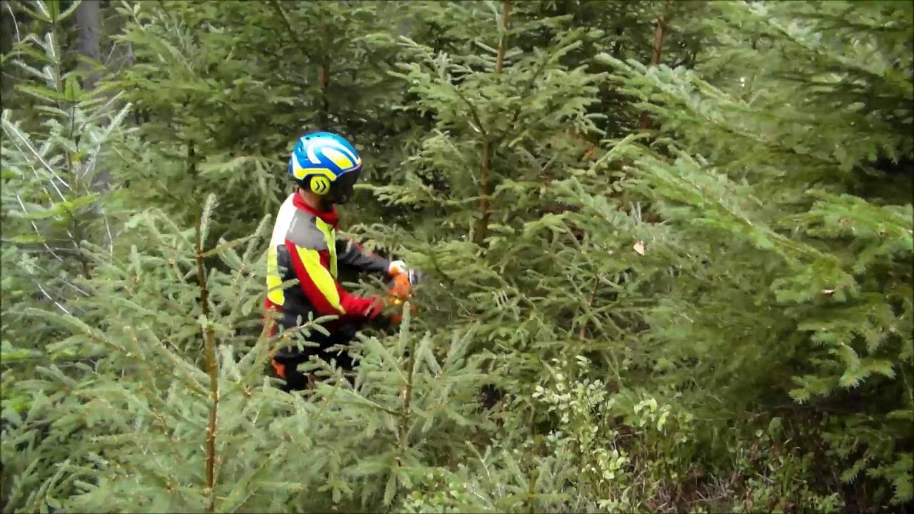 Jungbestandspflege, Waldpflege, Forstwirtschaft