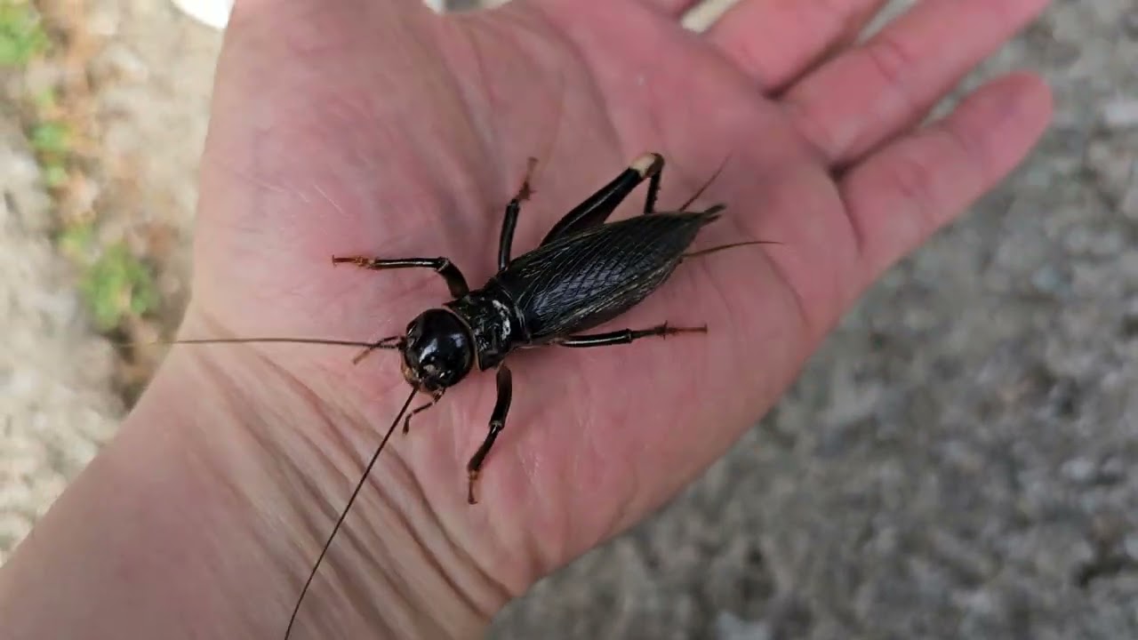 말레이시아의 대왕귀뚜라미!!! Giant burrowing cricket in Malaysia!