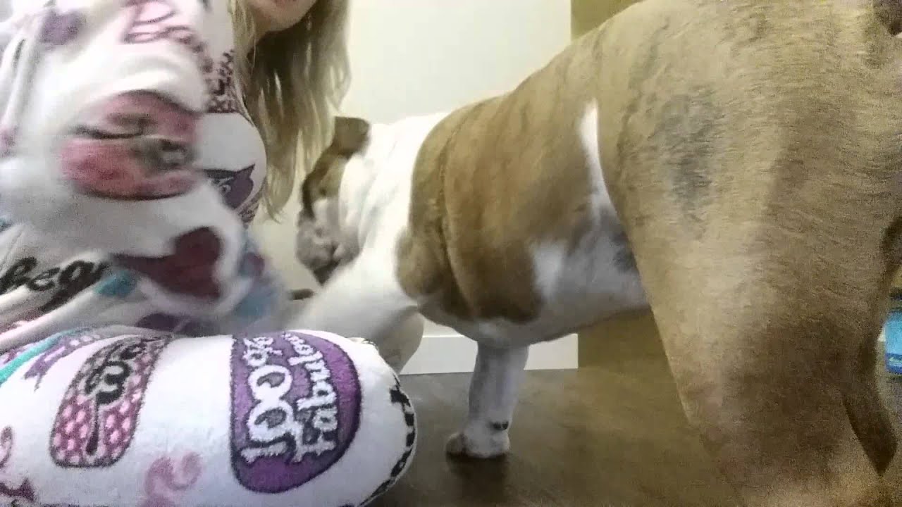 Bulldog Puppy Morning Cuddle Ritual