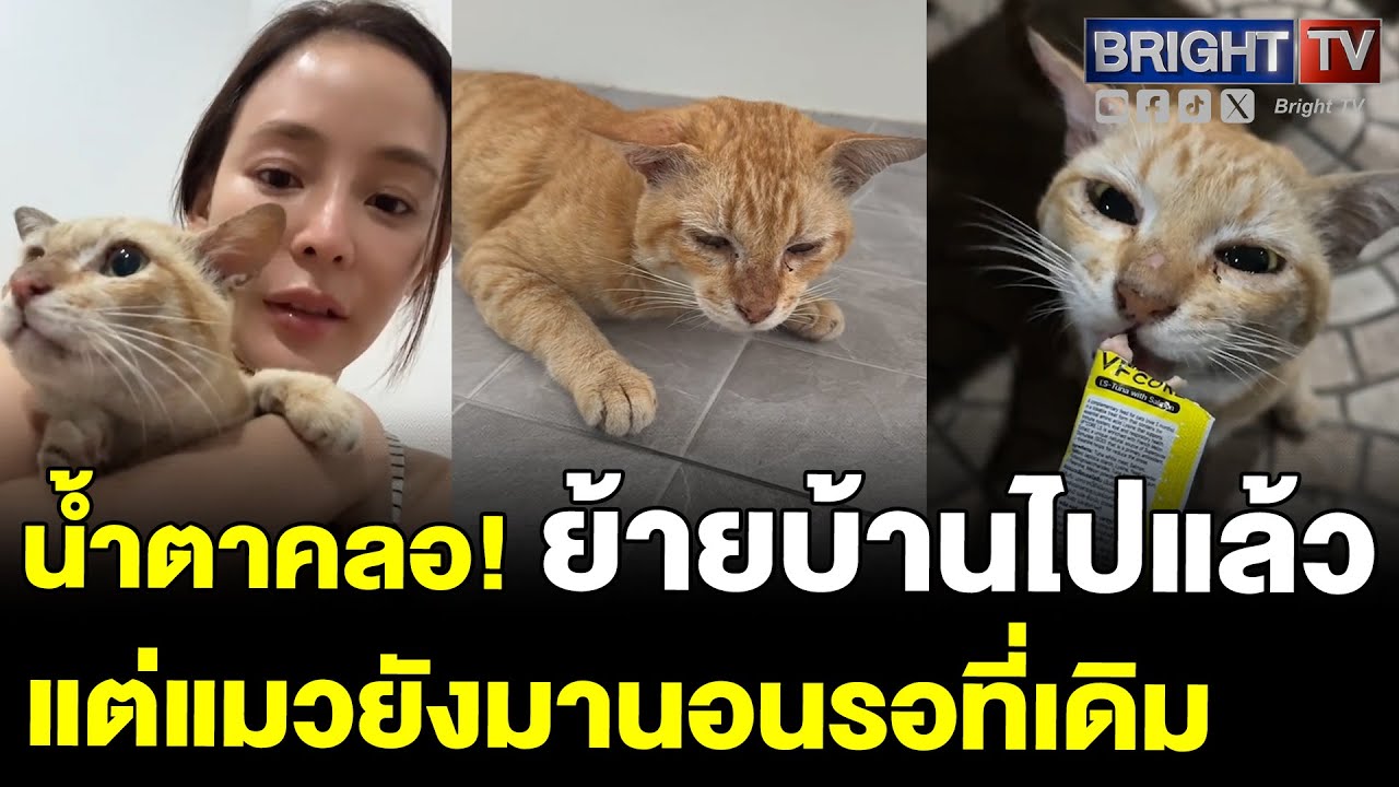 สาวกลับมาดูบ้านเก่า เจอแมวจรมานอนรอ สุดท้ายพากลับบ้านมาเลี้ยง