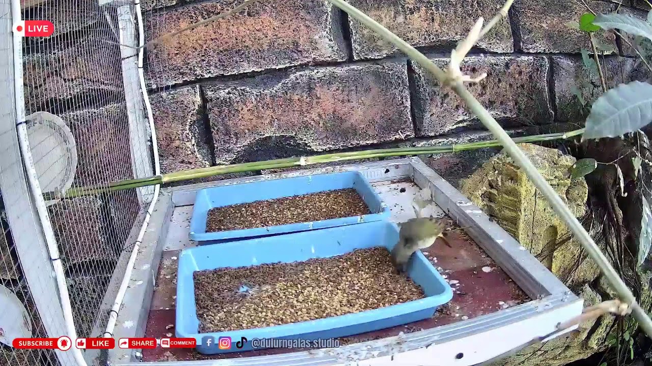 KICAURIA - MINI AVIARY LIVE DULUR NGALAS